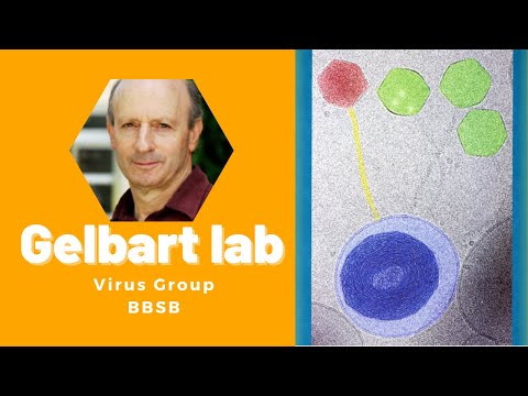 Gelbart Lab Introduction