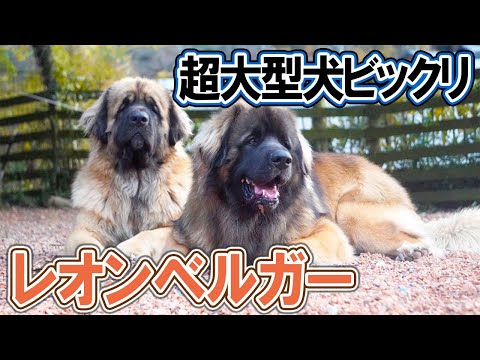 レオンベルガー - 優しいライオン