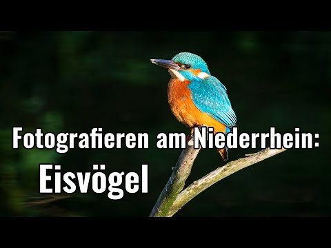 Fotografieren am Niederrhein - Eisvögel
