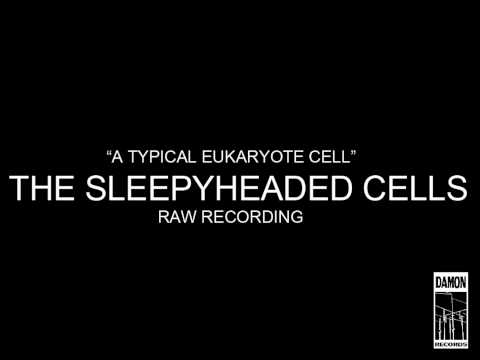 A Typical Eukaryote Cell - The Sleepyheaded Cells - Raw recording