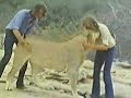 Christian the Lion- Reunion!