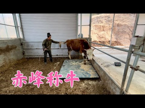, title : '赵哥目测牛的体重800多斤，江南跟着赶牛泡称，结果平均过千斤'