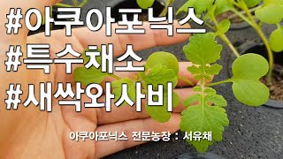 [서유채Farm - 8편] 아쿠아포닉스(aquaponics)로 키운 특수채소, 새싹와사비