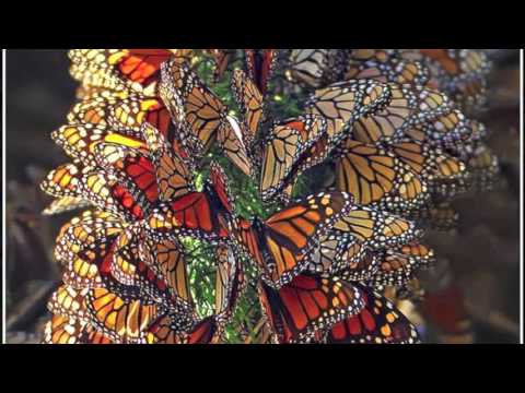 PelySayon - Mentiroso Sincero