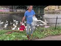 A Swan Has A Fishing Lure Removed From The Neck