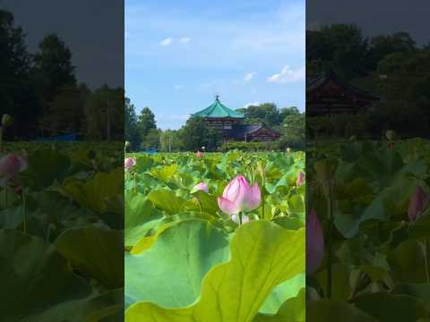 池の周りにある植物は何ですか？周囲の花を咲かせるのに最適な 10 種以上の種  庭園