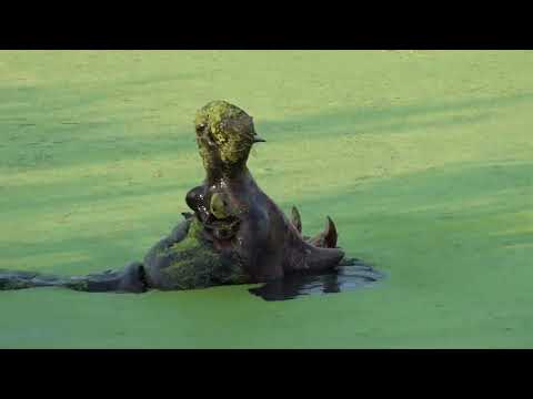 KRUGER  Two HIPPOS Fight for dominance
