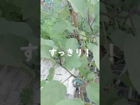 観葉植物の枯れを防ぐには？原因は何ですか?  庭園