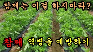 참깨역병을 방제하기위한 약제와 방법입니다