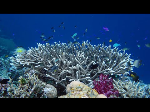 Tewala & Sanaroa Island