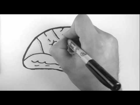 Brain Anatomy 3 - Gross Cortical Anatomy (Medial Surface)