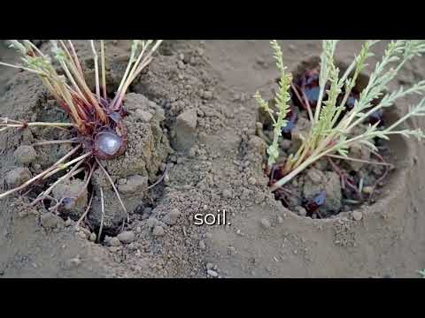 Soil Health & Sustainable Homesteading | Composting, Crop Rotation, Water Management & More