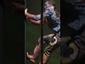 LUZIA’S imaginary Mexico 🌺🦋 | Cirque du Soleil #shorts