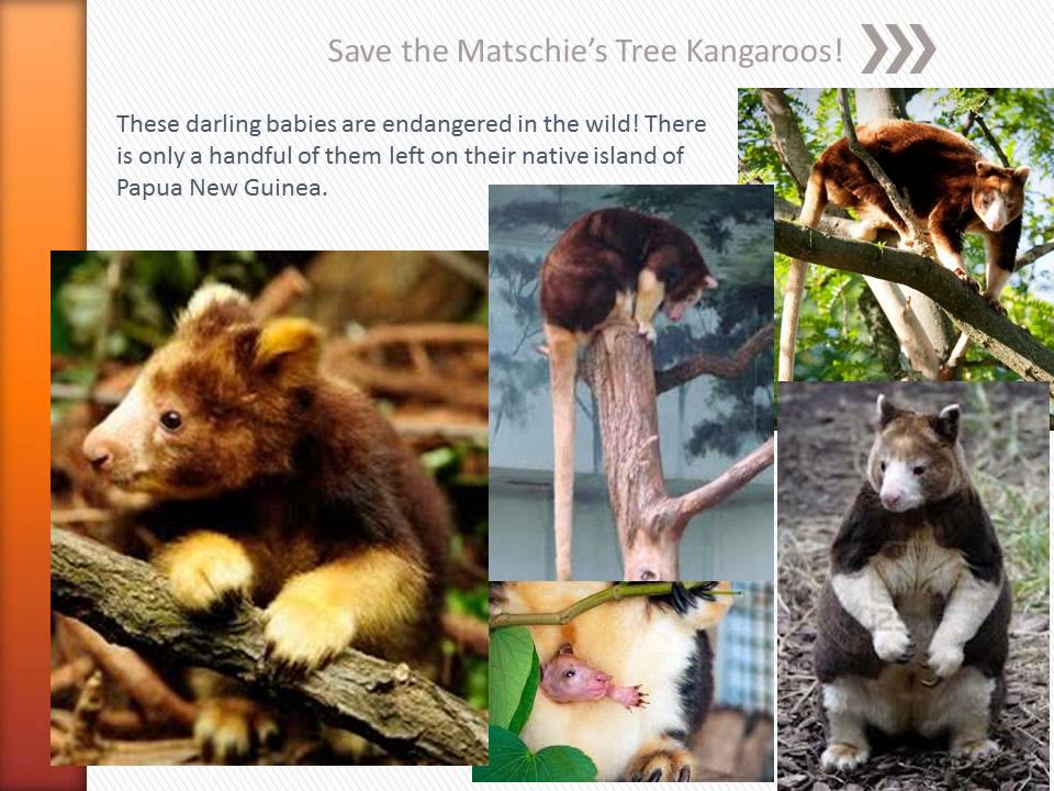 Matschie's Tree Kangaroo