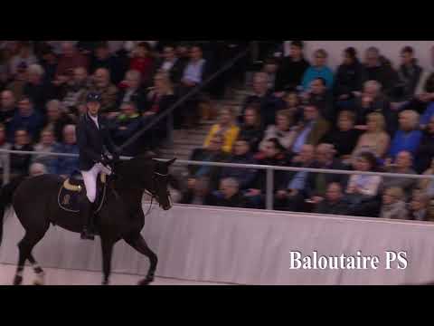 Baloutaire Hengstkollektion Englisch 2019