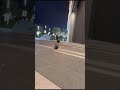 a Siamese cat running towards the camera while meowing the whole time