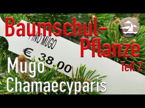 Baumschul Koniferen als Bonsai gestalten. Wie ich starte!