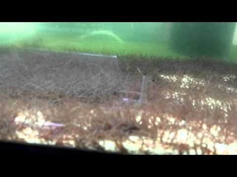 Live blackworm culture