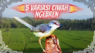 Download lagu 5 Variasi Ngebren Ciwah Masteran Ciblek Sawah... mp3