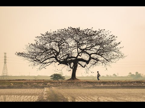 Kiếp lãng du - Tuấn Ngọc