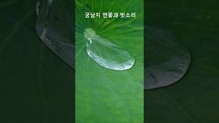 15초 만에 마음이 편안해지는 부여 궁남지 빗소리