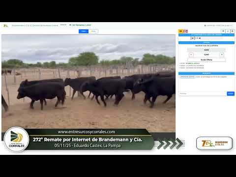 05-11-25 - 272º Remate por Internet de Brandemann y Cía. - Eduardo Castex, La Pampa