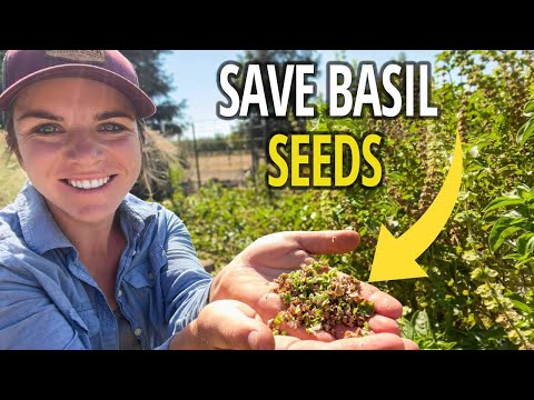 How to Save Basil Seeds for Next Year’s Planting 🌱
