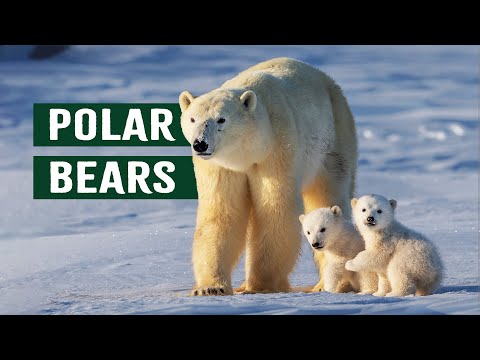 Capturing The Polar Bears' Struggle For Survival In The Arctic | Polar Bear Alcatraz Documentary