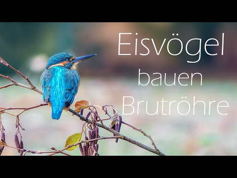 Der Eisvogel - Bau der Brutröhre 4K