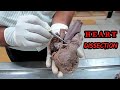 Anatomy Dissection of Heart