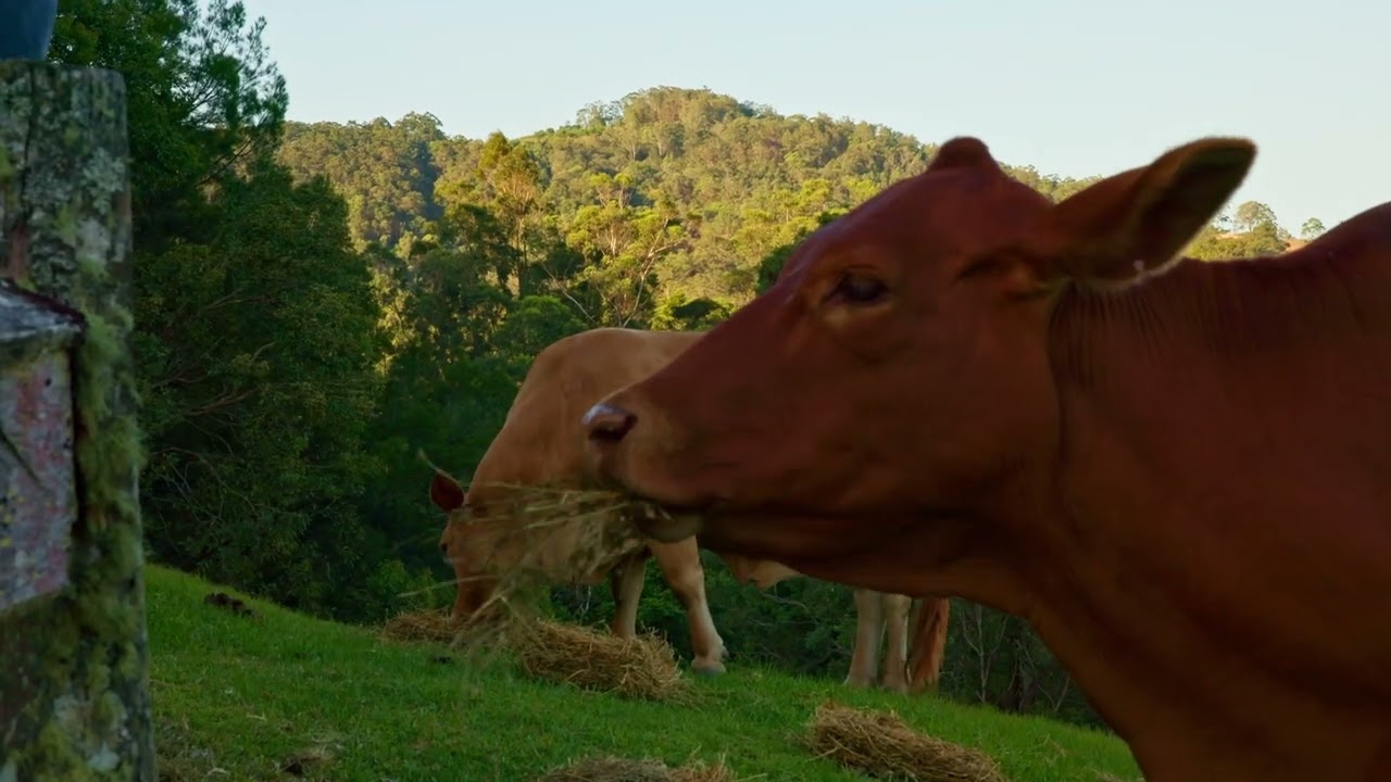 79 Isambert Road Glenview QLD 4553