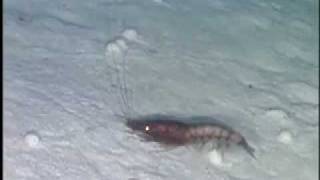 Giant Protists on the Sea Floor