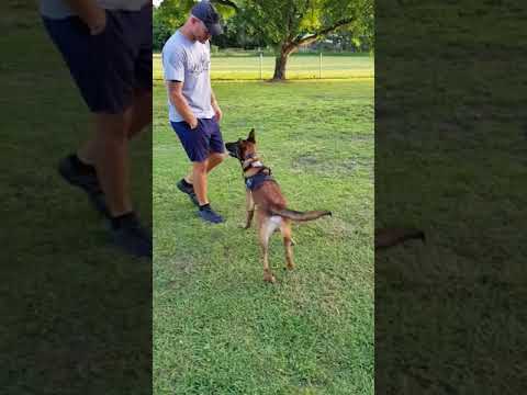 K9SA's DIDDS - Obedience Session