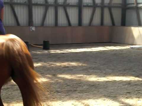 pferde sind mein leben und ich will mein leben nicht verlieren