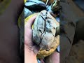 Rock Crumbles Away From PERFECT Fossil!