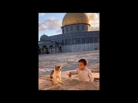 Palestinian Boy Shares Food With Cat At Al Aqsa | Cat Videos Compilation #33 #Shorts