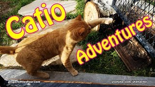 Thanksgiving Day Catio Yard Adventures