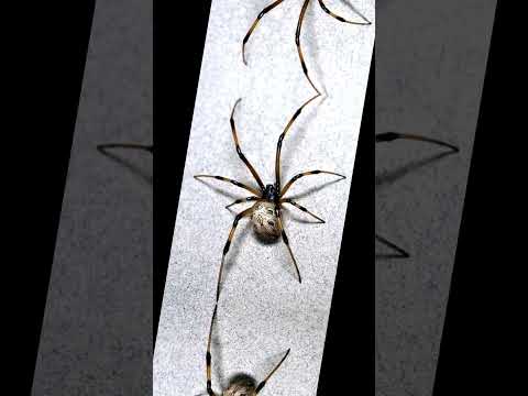 SILENT DEATH! 😰 The 3 Most Venomous Animals in South America ☠️