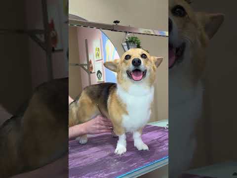 did you know corgis have long tails?