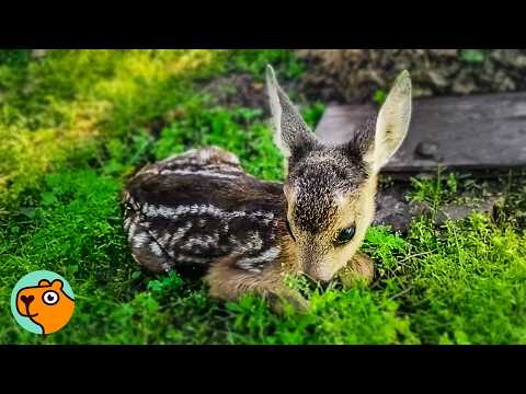Lady Saves Tiny Roe Deer. Now He Zooms Around Her House | Cuddle Buddies