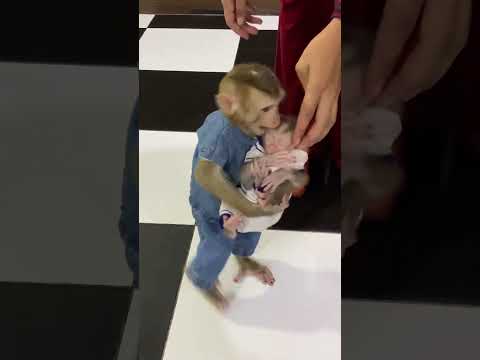 So adorable baby monkey feeling lovely that mummy take care and sharing food to eating delicious
