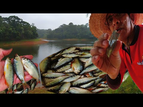 Segredo para Pegar Lambari Sem Parar | Técnica que Sempre Funciona