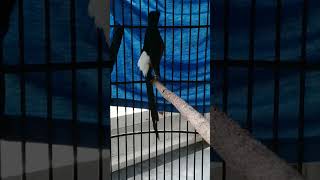 Download lagu murai birahi tinggi,,full mandi malam biar birahi ilang mp3