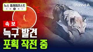 [속보] 늑구, 동물원 인근 산에서 발견…포획 작전 중 [뉴스플레이리스트] / 채널A