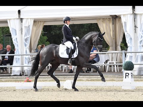 Zauberlehrling PS - Hengstkollektion Schockemöhle & Helgstrand 2021 DEU