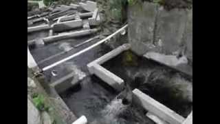 preview picture of video 'Alewive in Damariscotta Mills Fishladder.wmv'