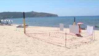 preview picture of video 'Palinuro, tartaruga Caretta Caretta depone le uova sulla spiaggia dell'Hotel Saline'