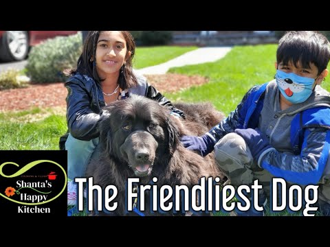 Newfoundland Dog Luna is World's Friendliest Dog!