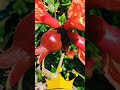 Dalimb Status Pomegranate Plant Short