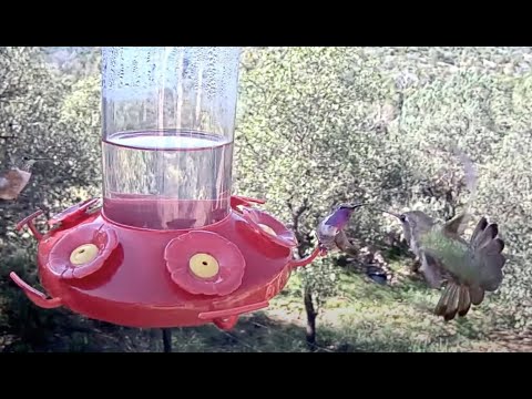 Male Lucifer Hummingbird Flashes Purple Throat While Defending His Spot – Sept. 28, 2023